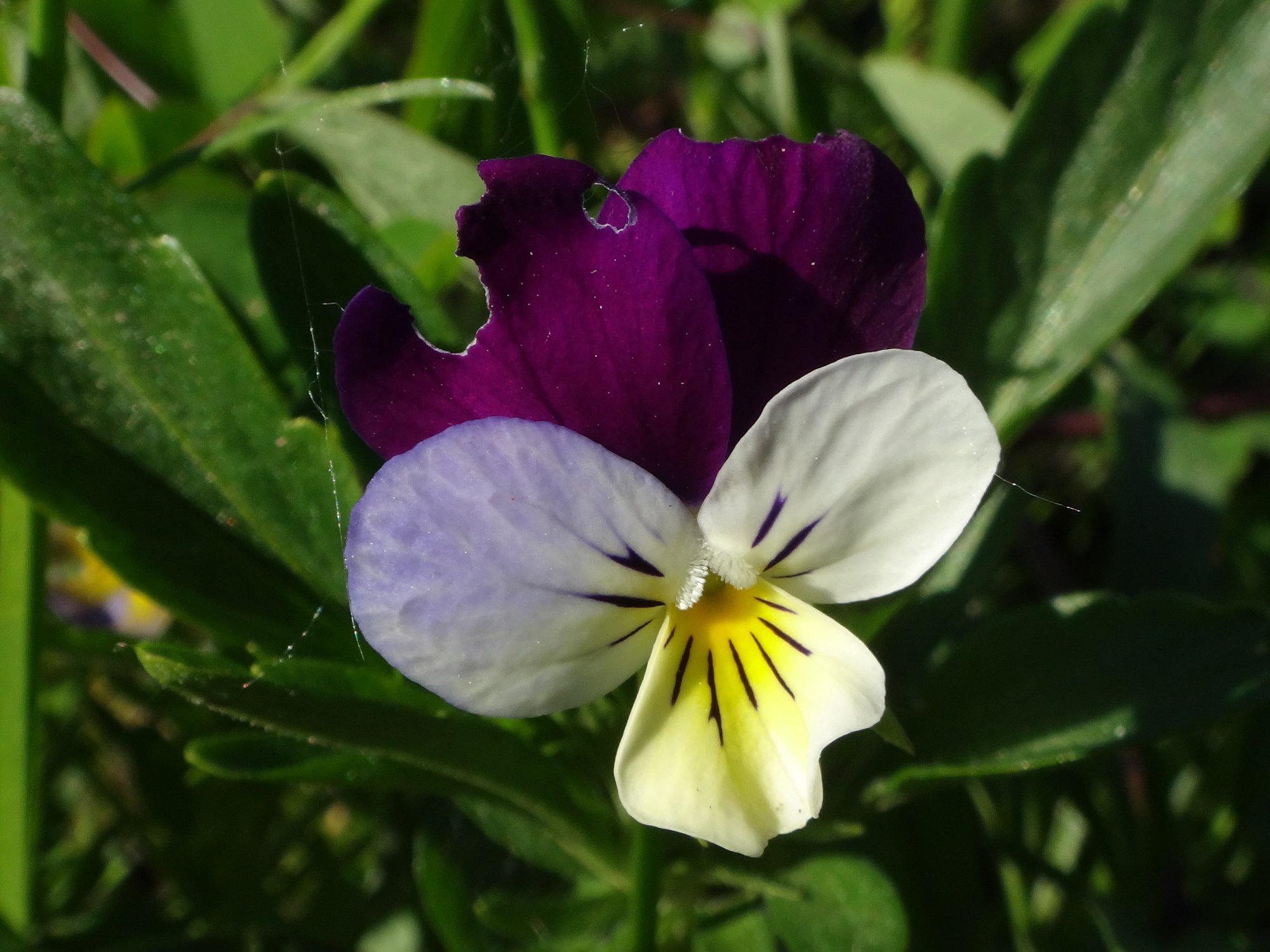 На какое растение похожа фиалка трехцветная. Фиалка трёхцветная. Фиалка трехцветная Дикая. Фиалка трехцветная Viola Tricolor l.. 91. Фиалка трёхцветная.