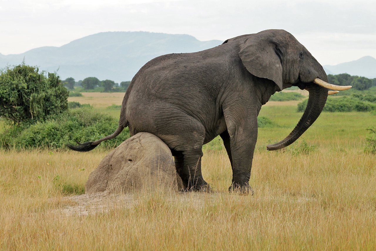 Elephant bird. Животные Уганды. Птица слон. Слоны Уганды. Уганда животный мир.