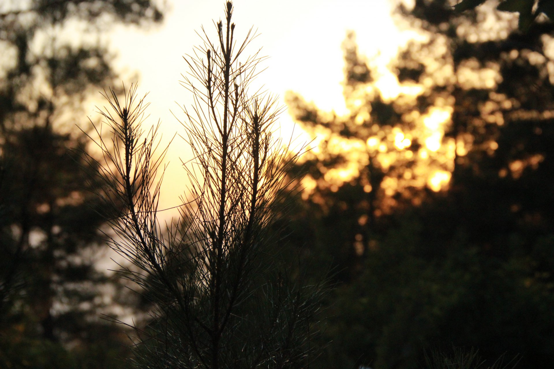 И все же я тебя вижу....