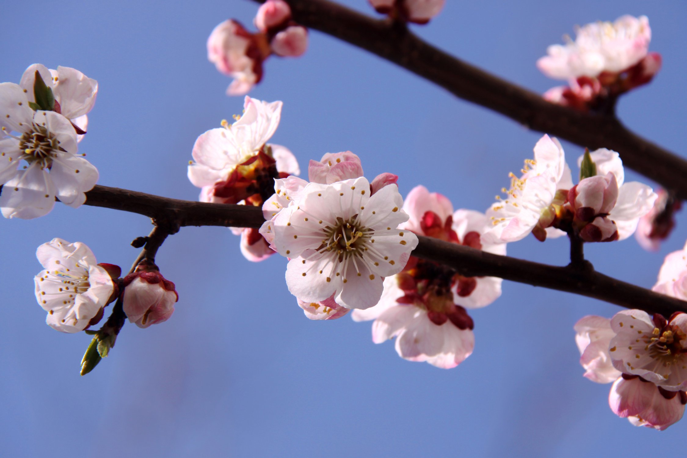 Абрикос из Подмосковья