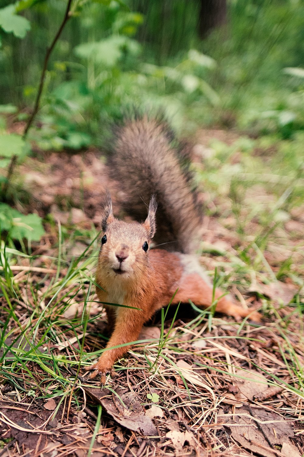 Майское любопытство