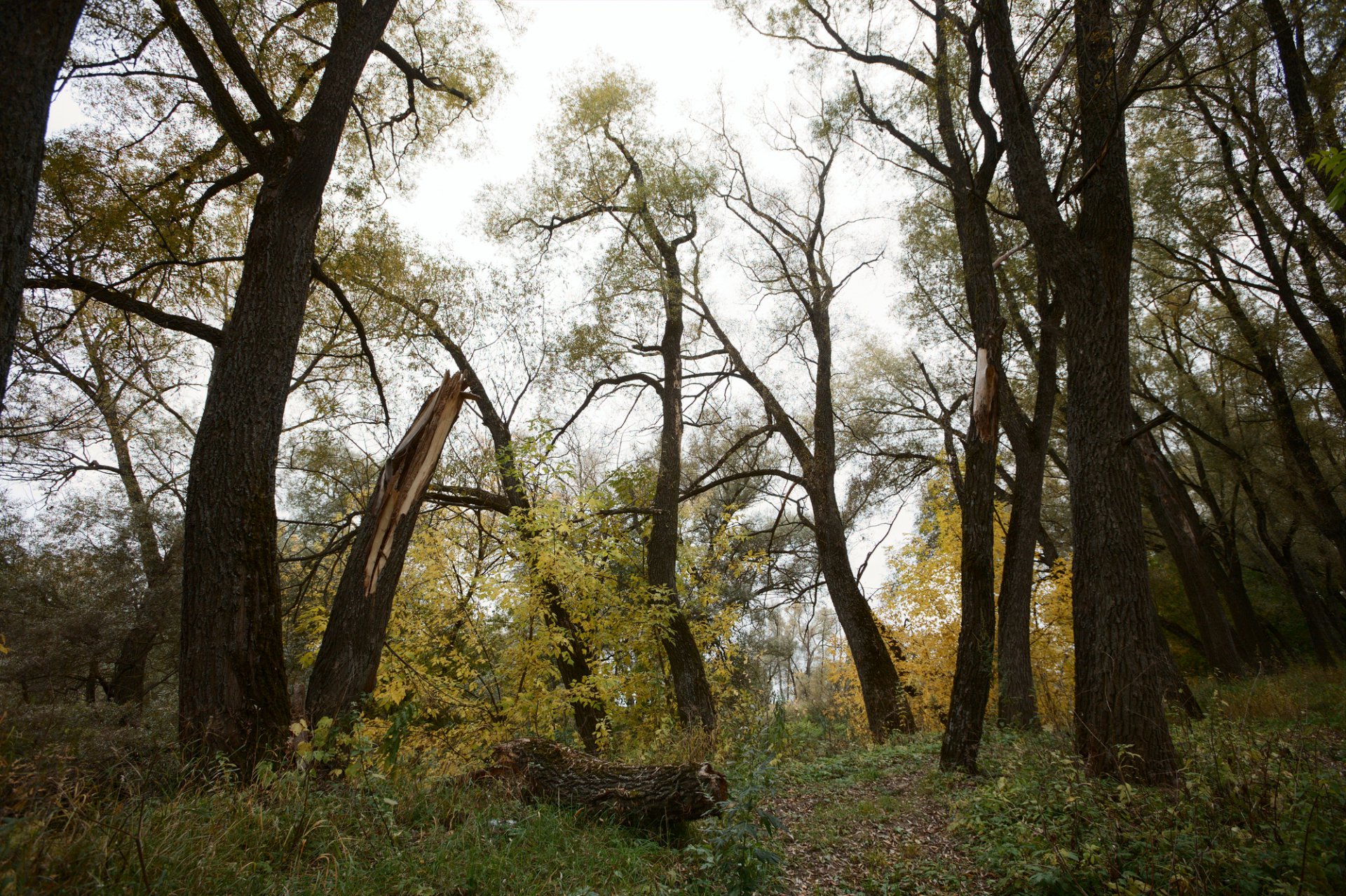 Осень.Переход от зеленого к желтому