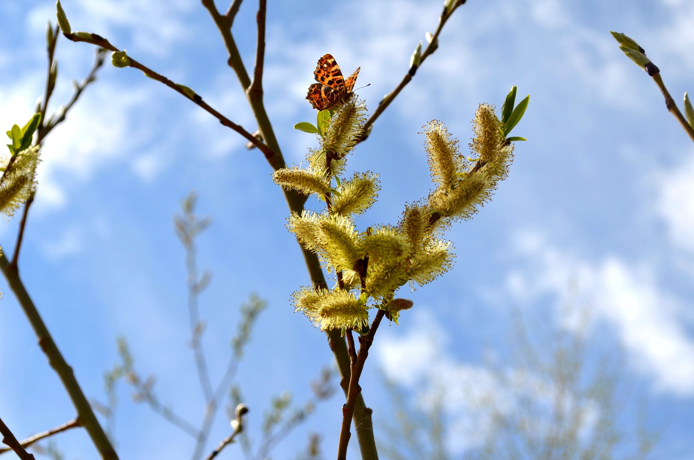 Нежность бытия