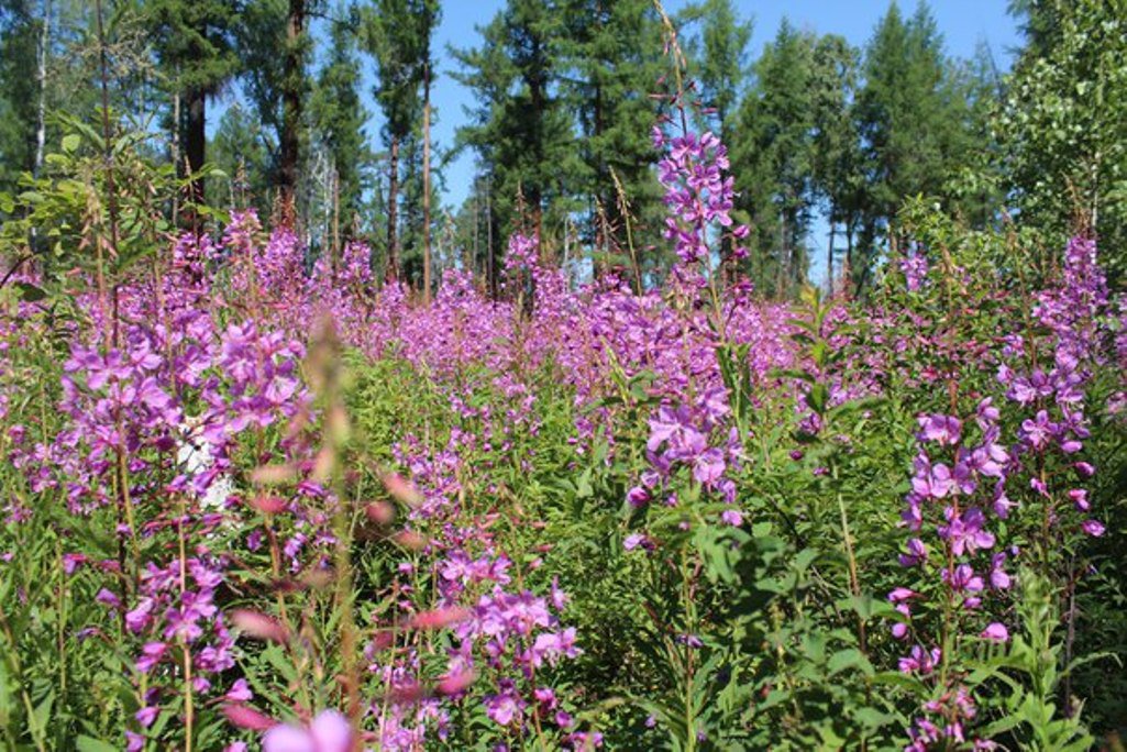 Иван-чай (кипрей)