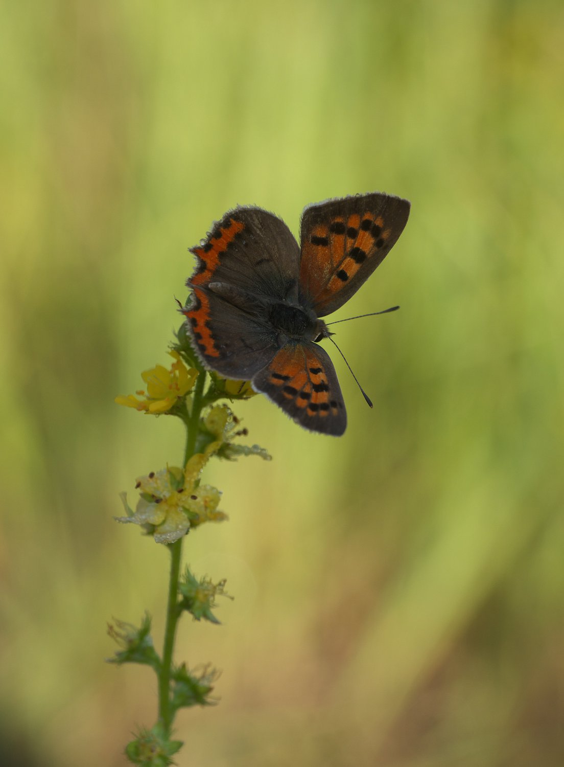 Огненный красавец.