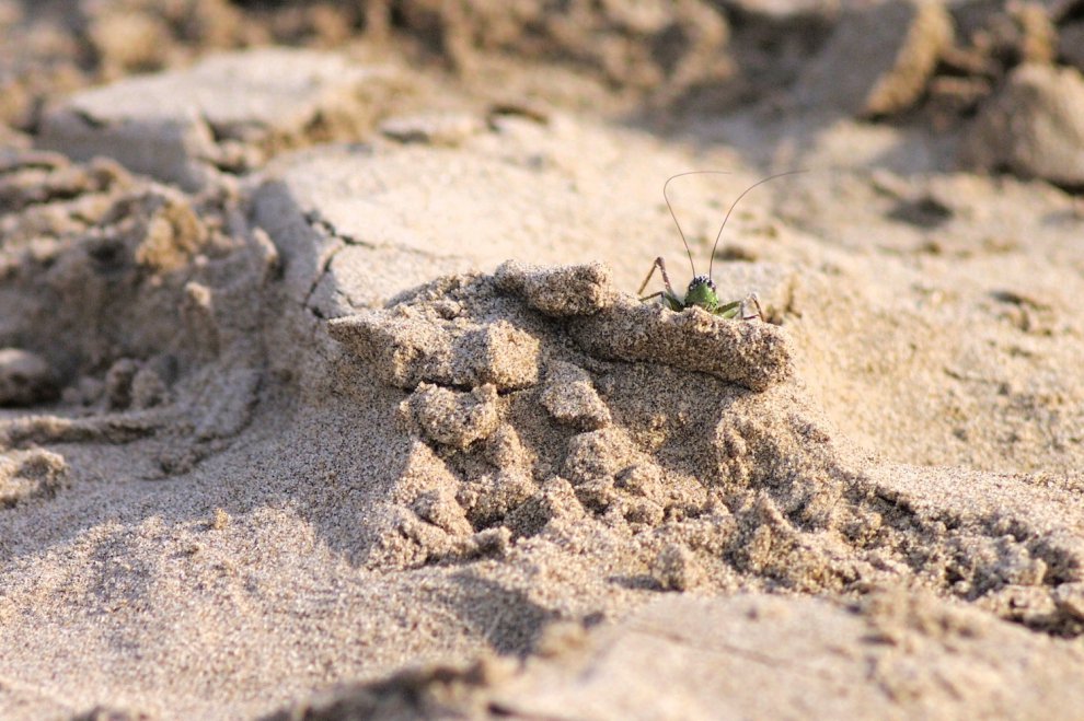 Наблюдатель