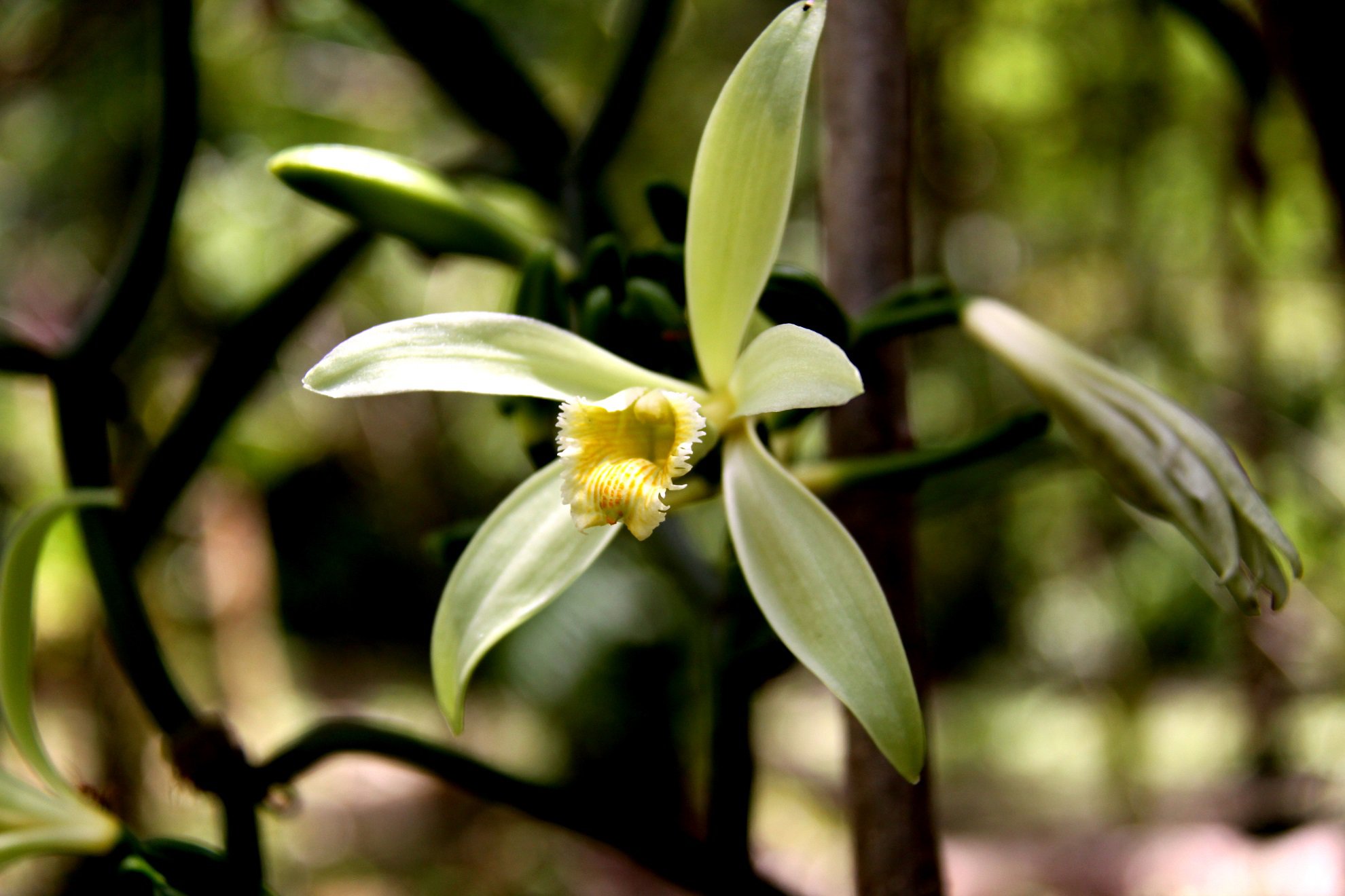 Благоухающая Орхидея ванильная