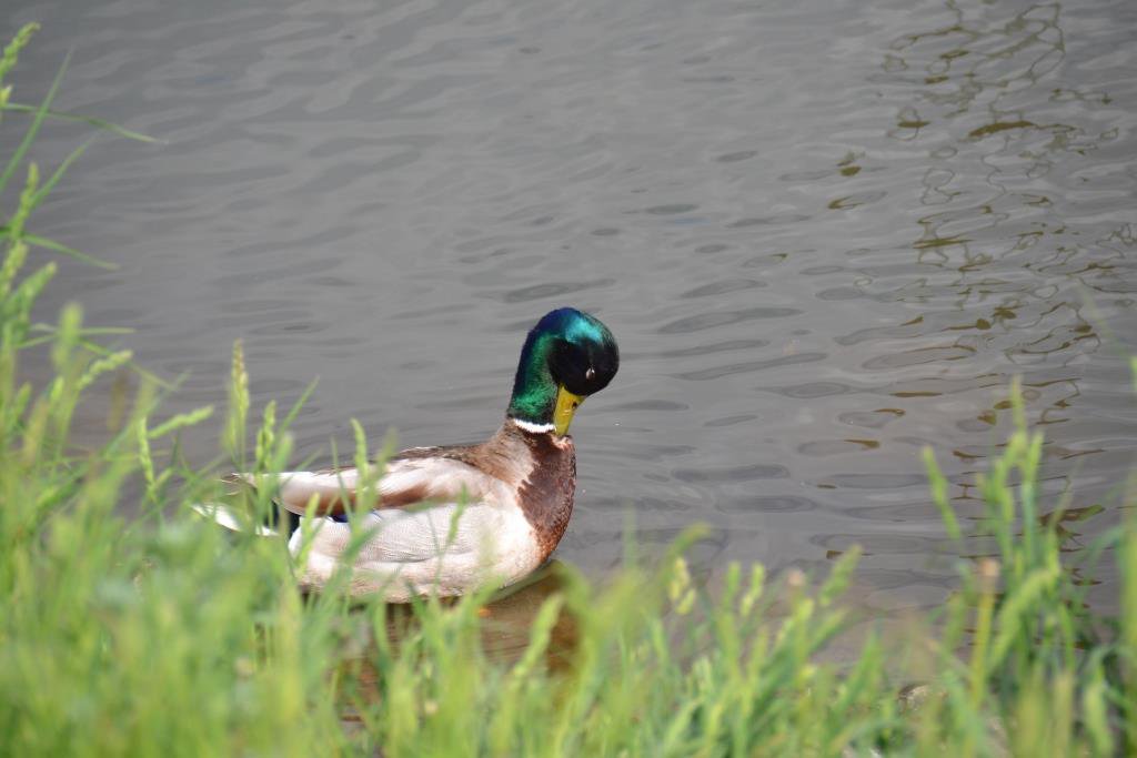 Утренний моцион