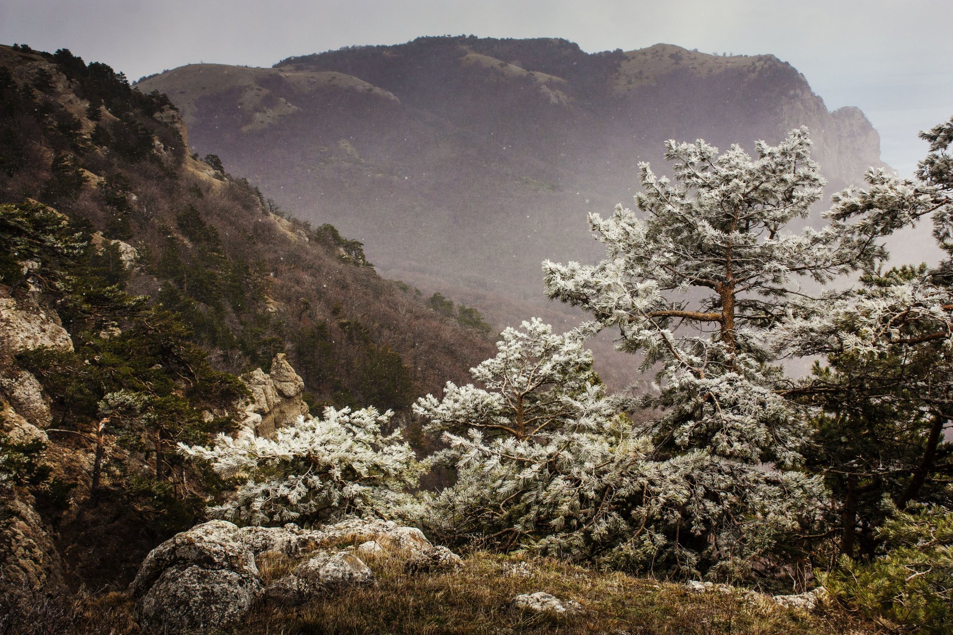 Белое на зеленом