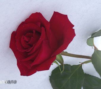 роза на снегу...