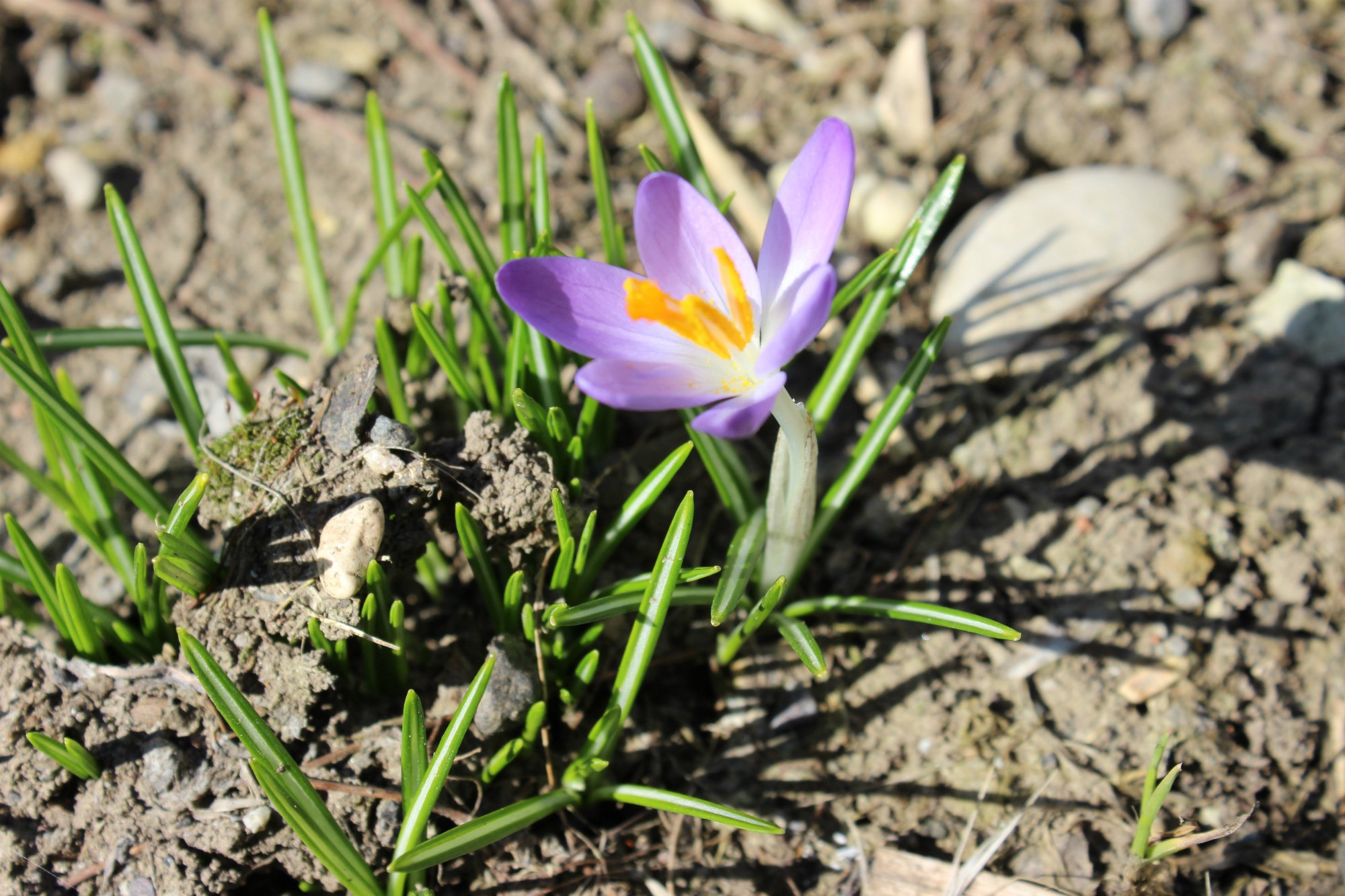 Крокусы (Шафран)