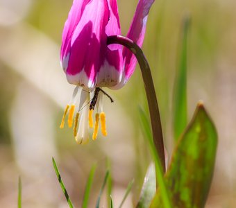 Кандык сибирский (Erythronium sibiricum)