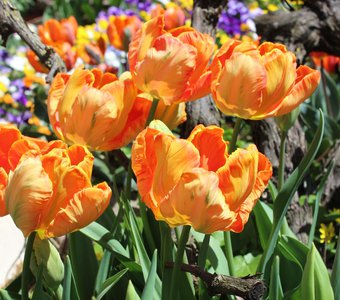 Рыжие тюльпаны в Старом парке