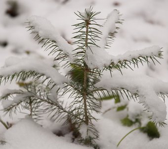 Заснеженная елочка