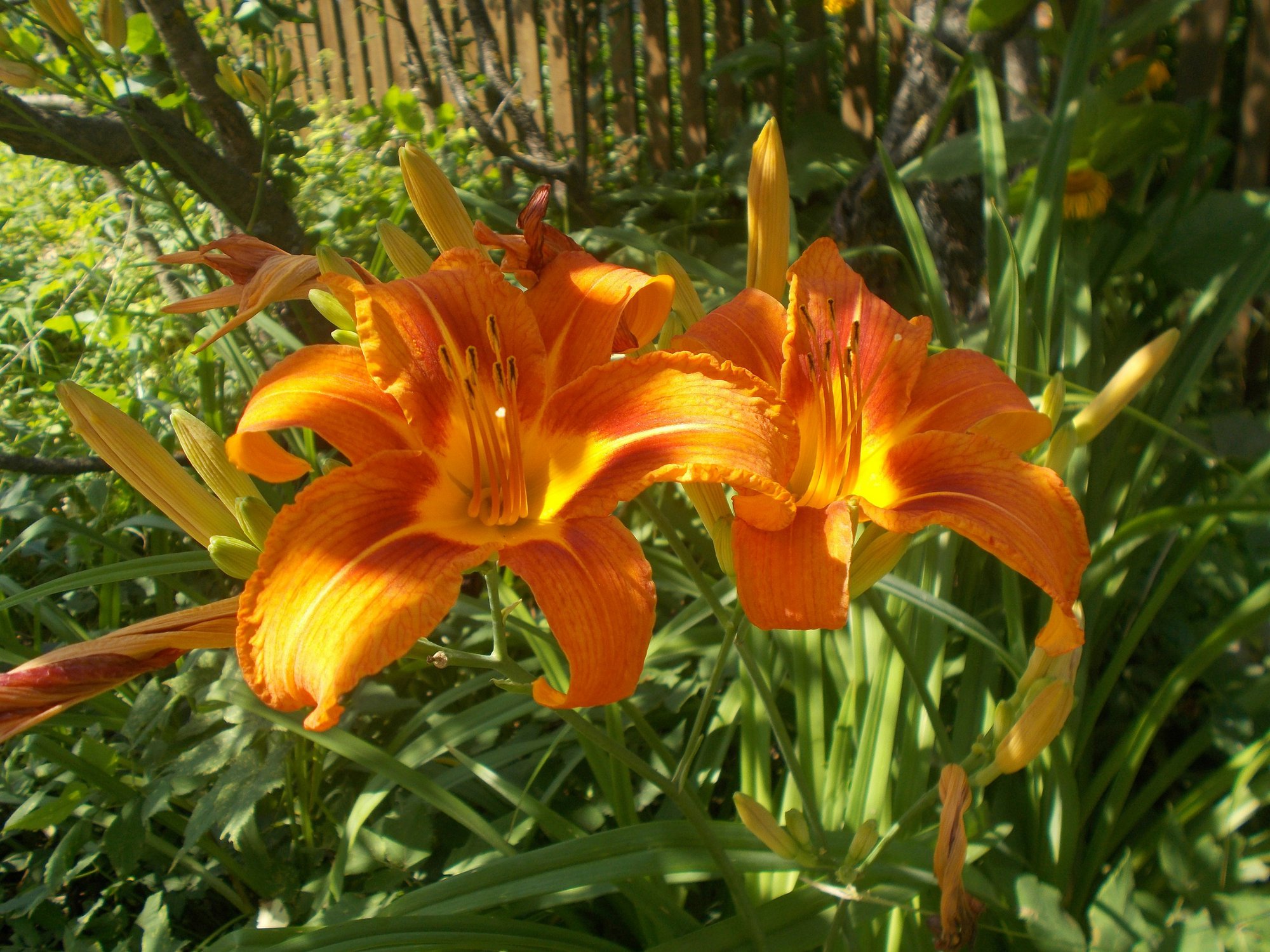 Огненные Лилии