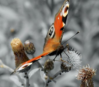 Бабочка Махаон на черно белом изображении