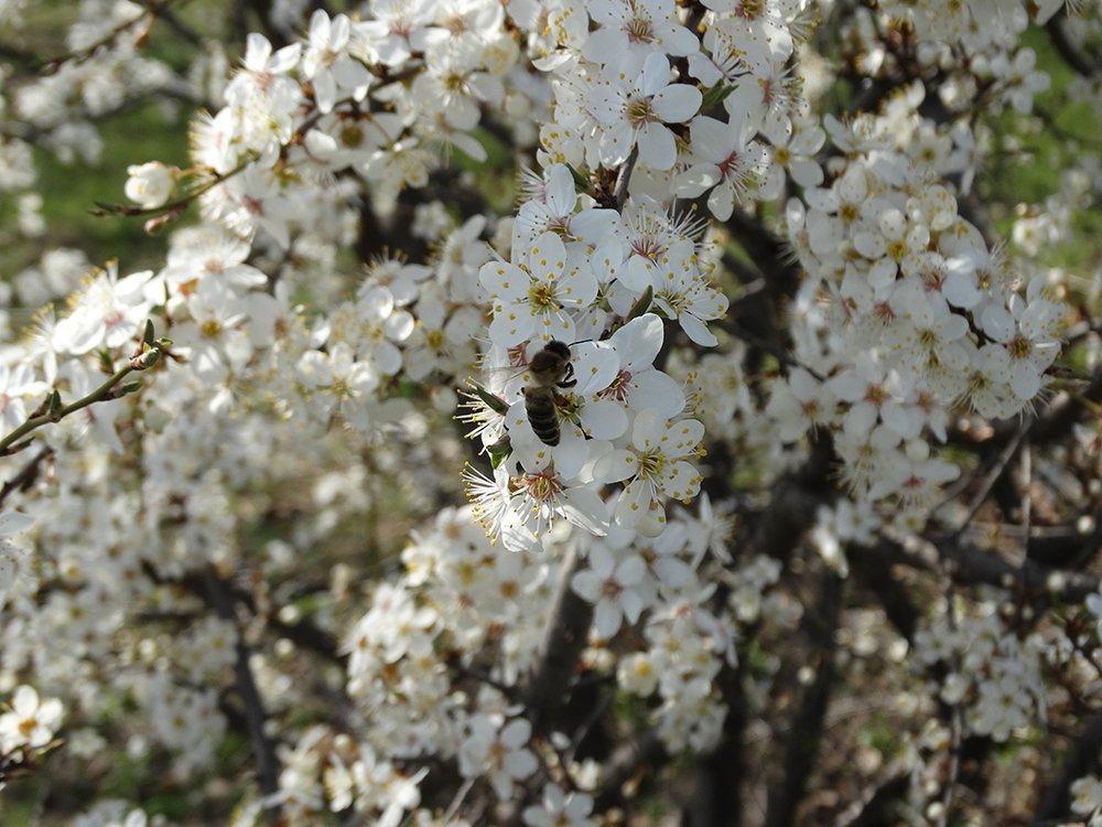 Пчелка Майя