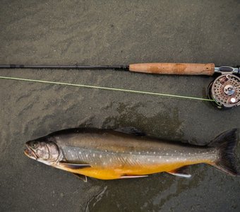 Arctic char