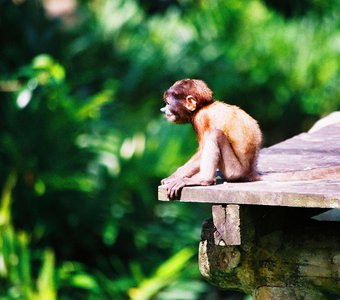Носатые обезьяны - пробоскисы - эндемики Борнео