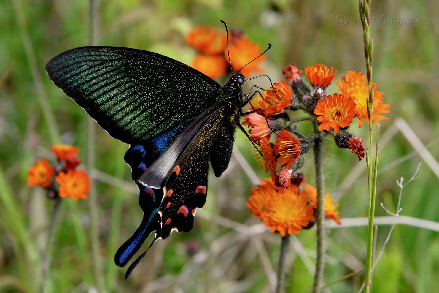 Парусник Маака, или хвостоносец Маака (лат. Papilio maackii)