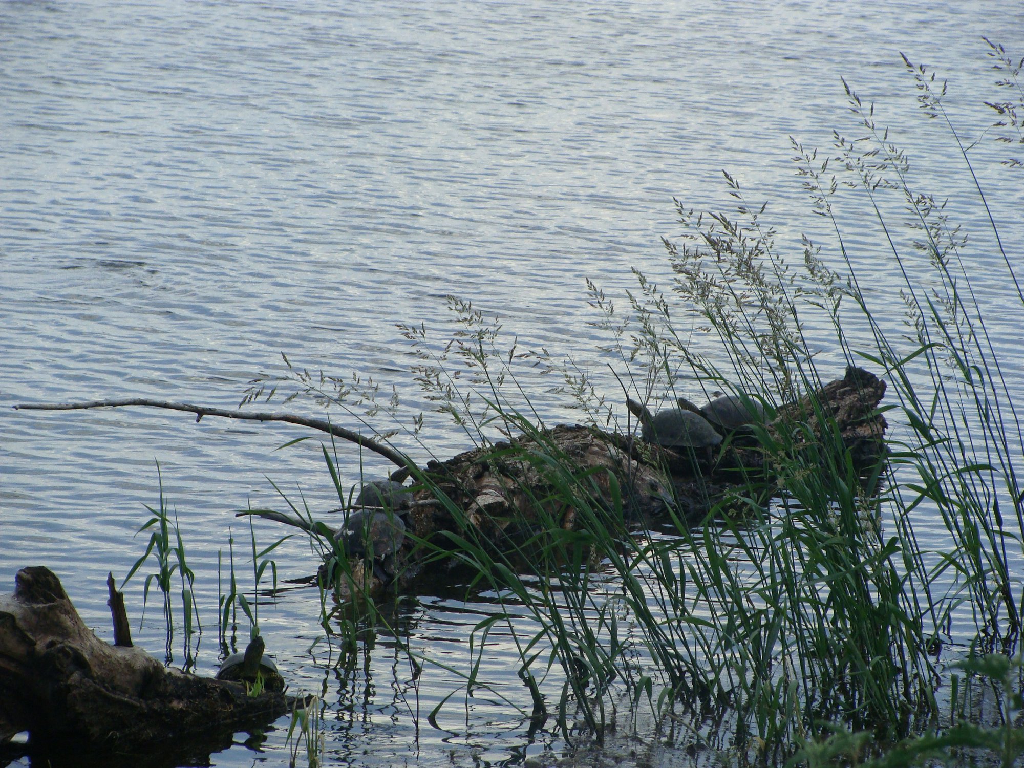 Астраханские черепахи - болотки.