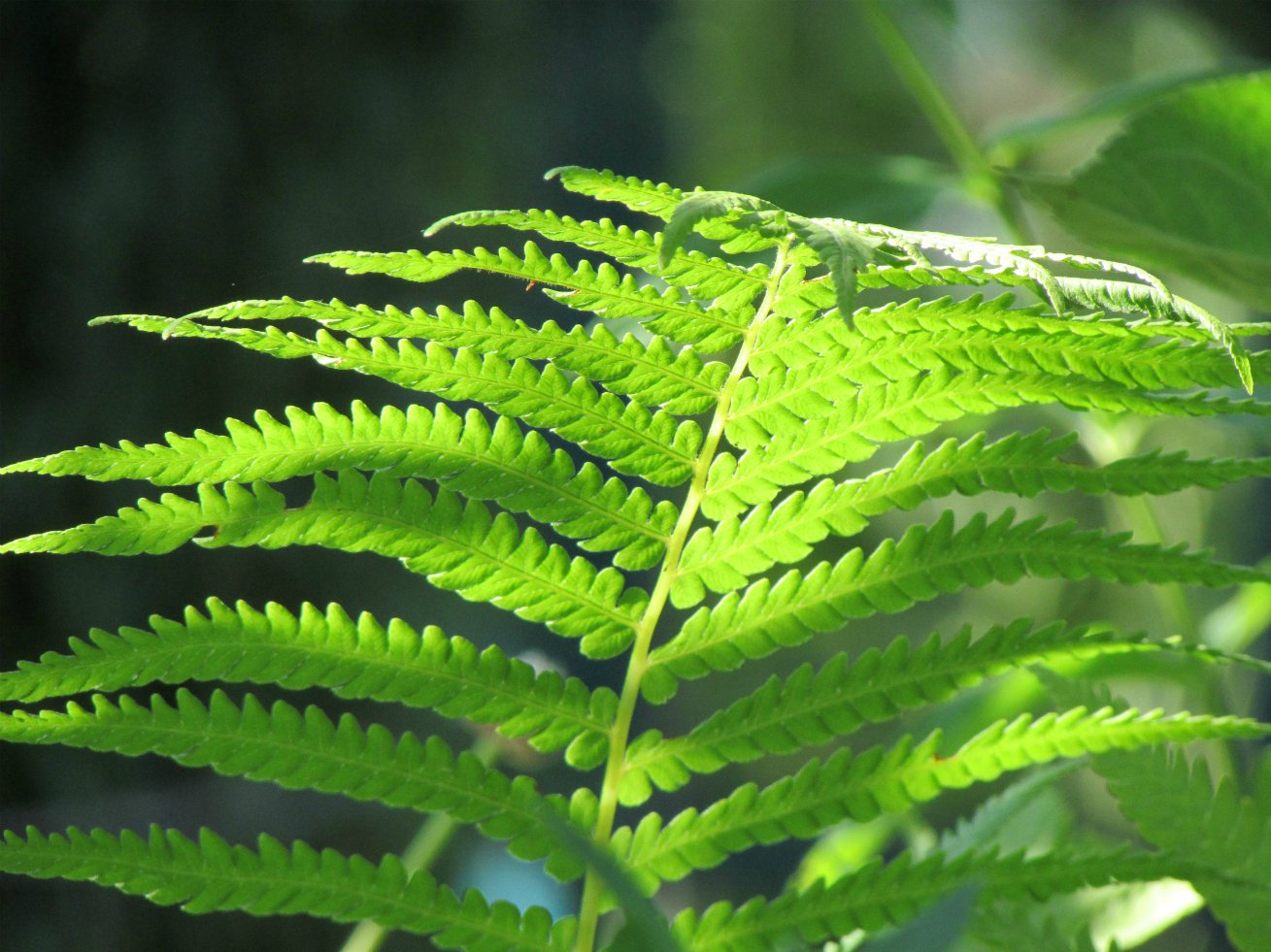 Страусник обыкновенный