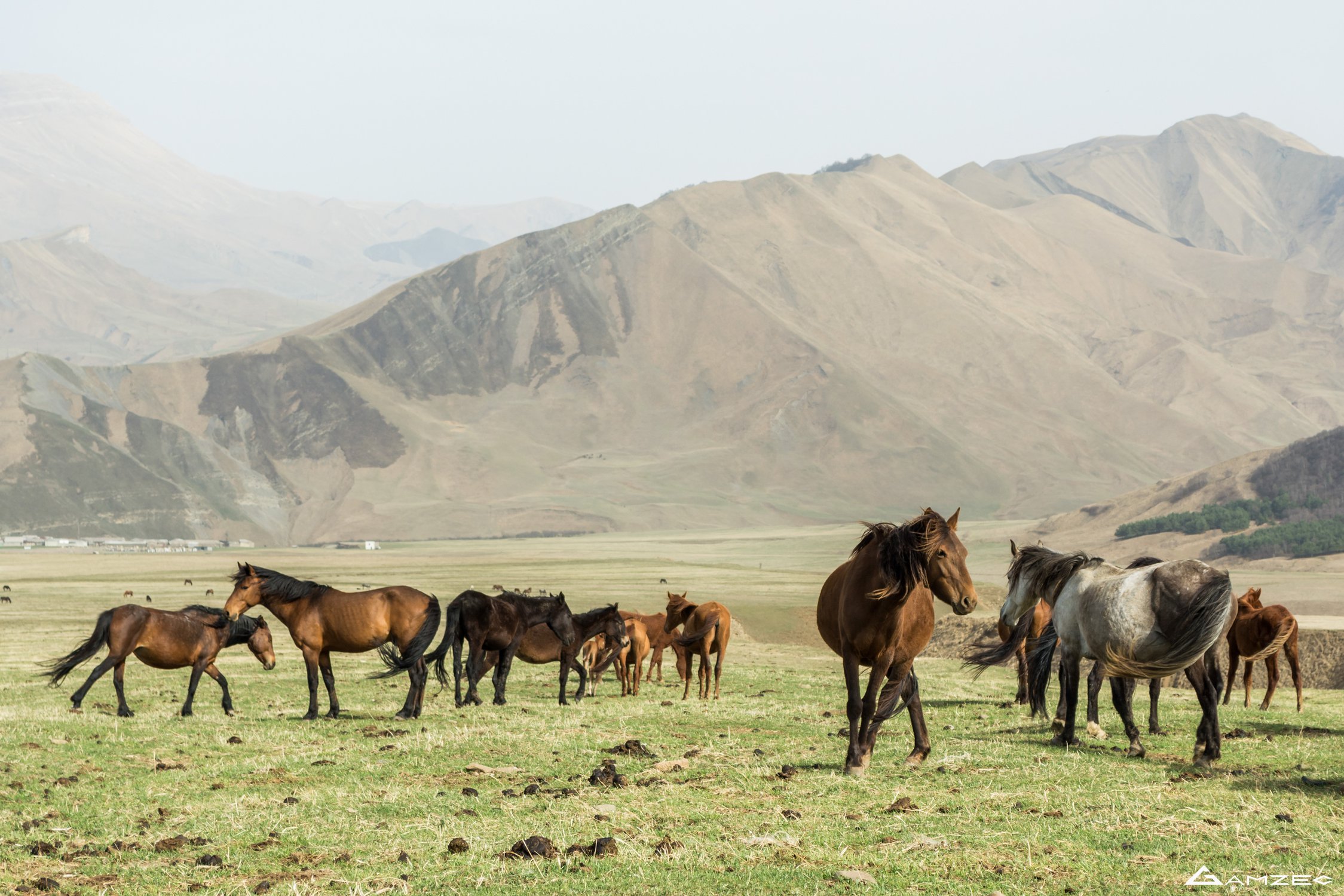Лошади пасутся