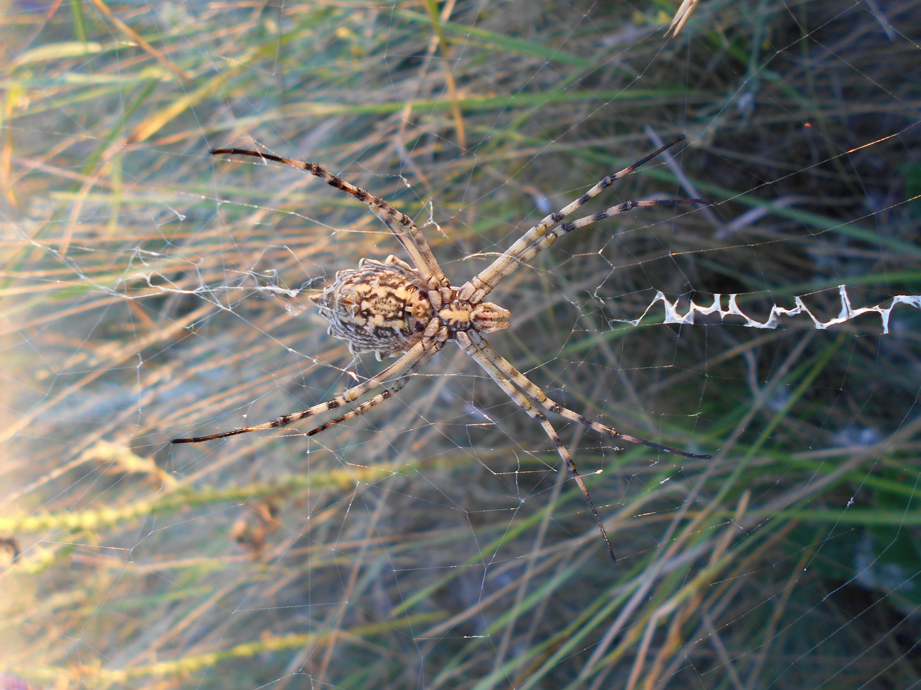 8ми сантиметровый южно-уральский полевой паук