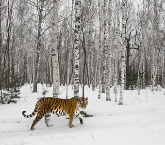 Амурский тигр