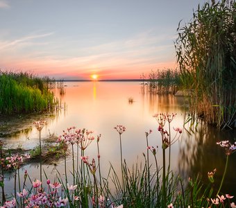Backwater on the Chudskoy lake