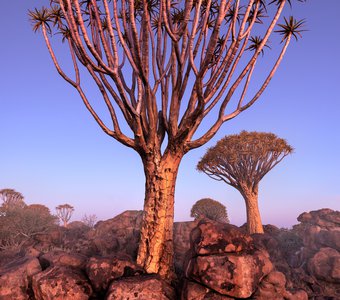 Алоевый лес Намибии