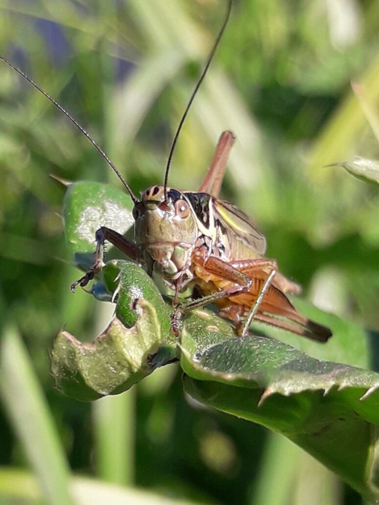 Эти глаза напротив