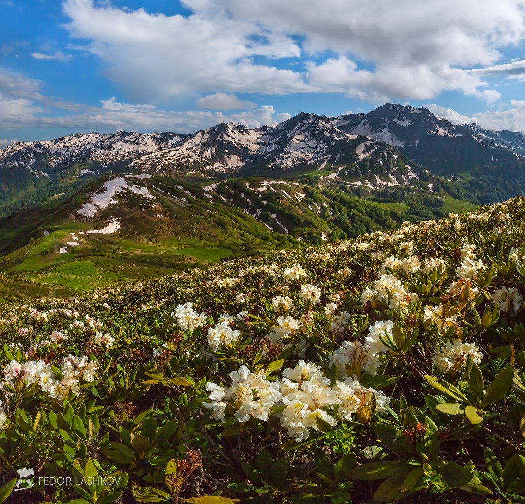 Фото альпийские луга абхазия фото