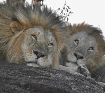Мечтающие львы. Масаи Мара, Кения