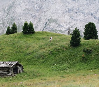 Альпийская эйфория / Alpine euphoria