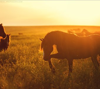 на закате дикие лошади необычайно красивы.