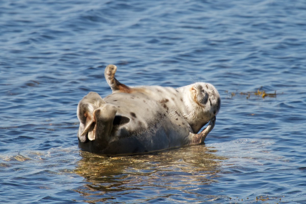 тюлень на море