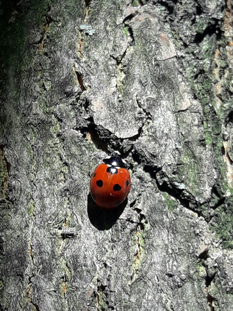 Путь к свету