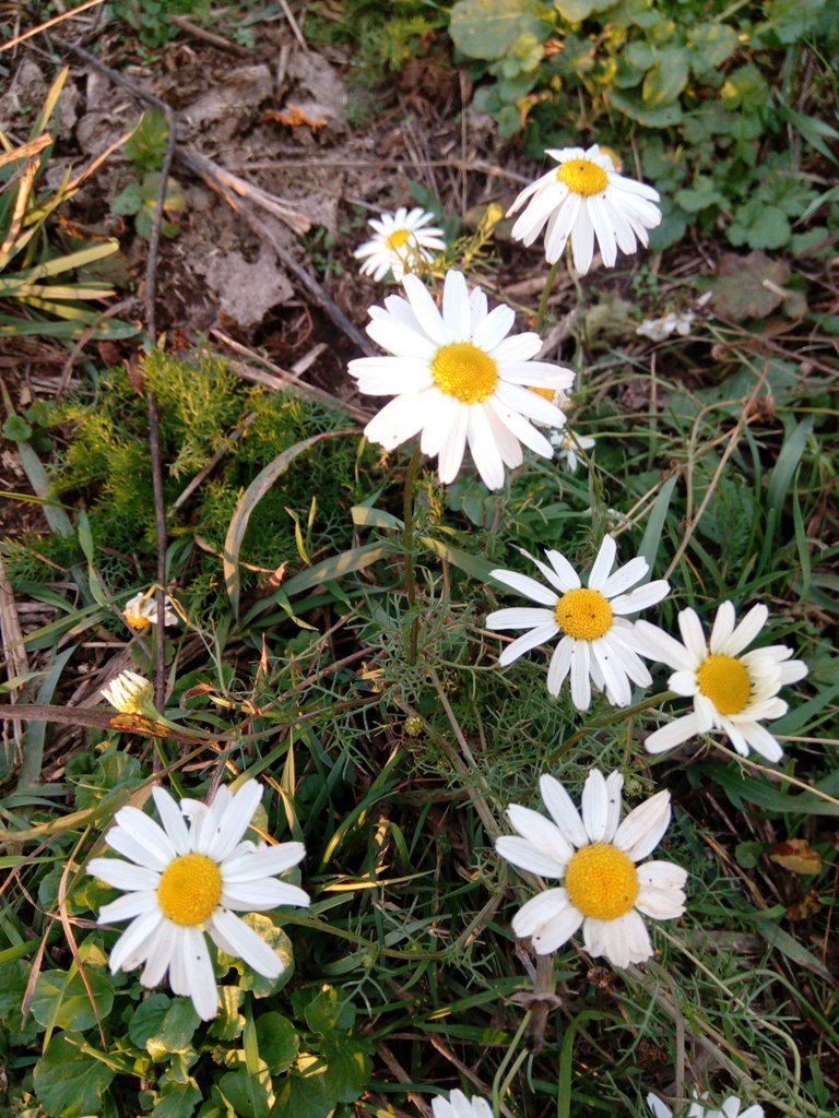 Напомнили о себе ромашки
