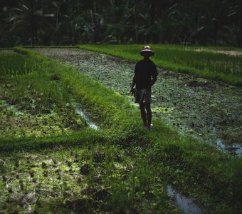 Indonesian hardworking on the rice fields at the rainy season. Bali. Ubud.