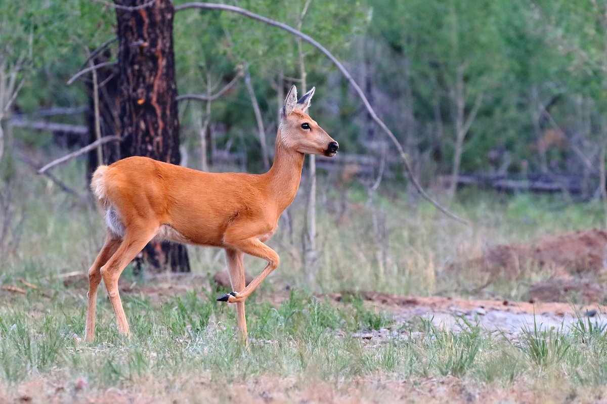 Косуля в забайкалье фото