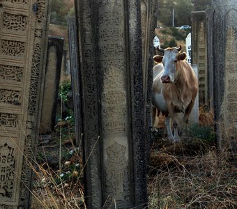 рыжая корова на древнем кладбище