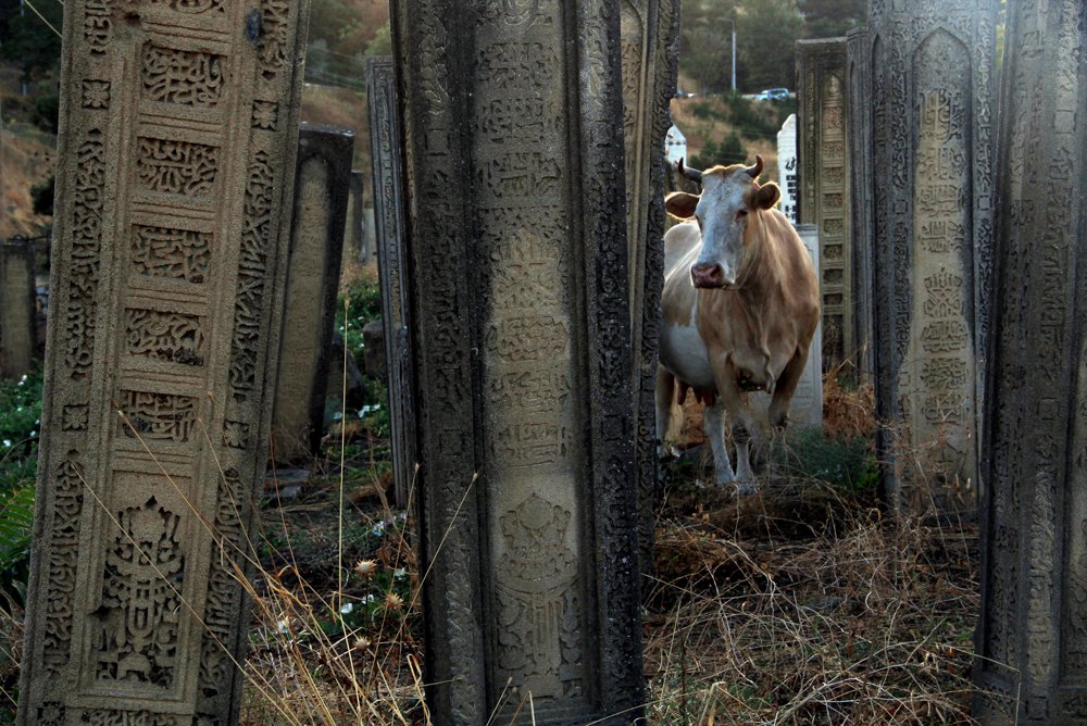 рыжая корова на древнем кладбище