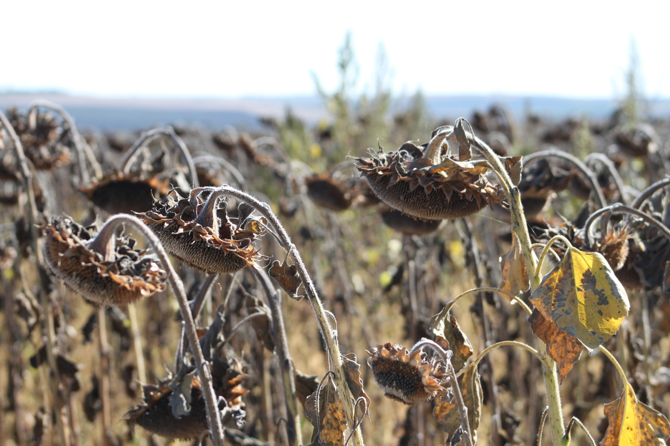 Подсолнухи