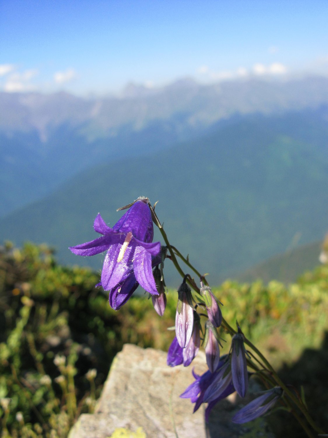 "Сиреневая нежность"