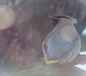 Waxwing in the morning in spring