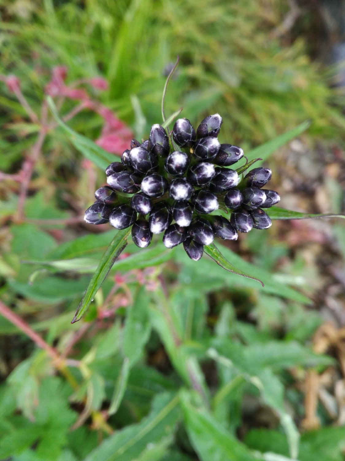 Необычное чудо природы!