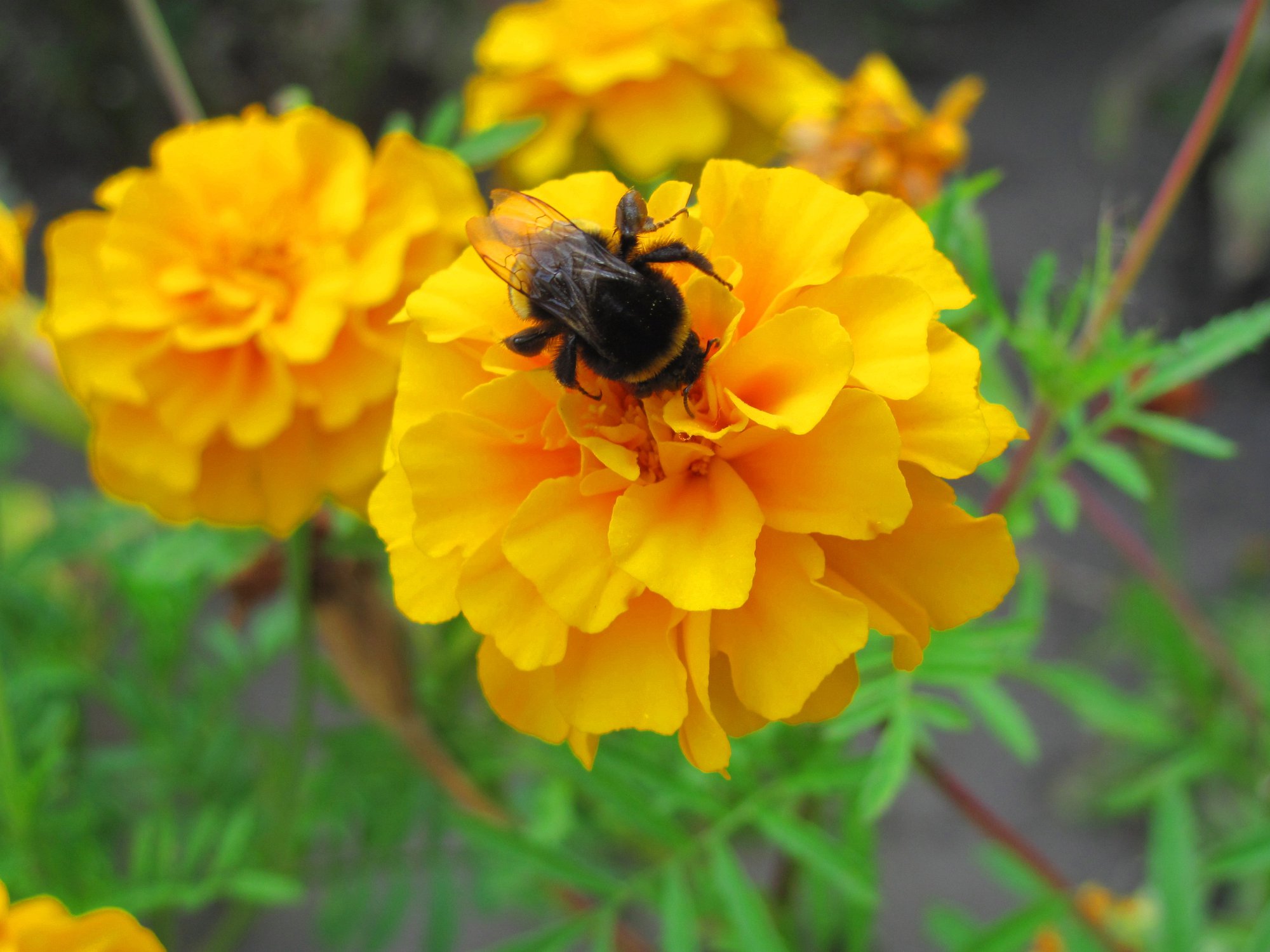 Шмель-трудяжка