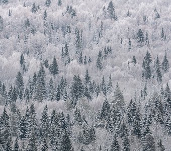 Зимний лес после ночного тумана