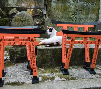 Кошка в храме богини Плодородия